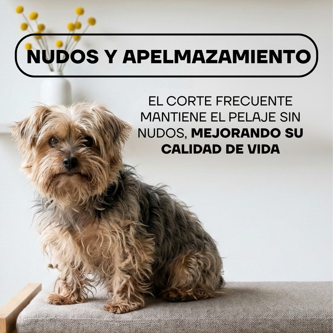 Cortapelos Inalámbrico para Perros y Gatos | LILIPROPET PT305