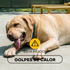 Cortapelos Inalámbrico para Perros y Gatos | LILIPROPET PT305