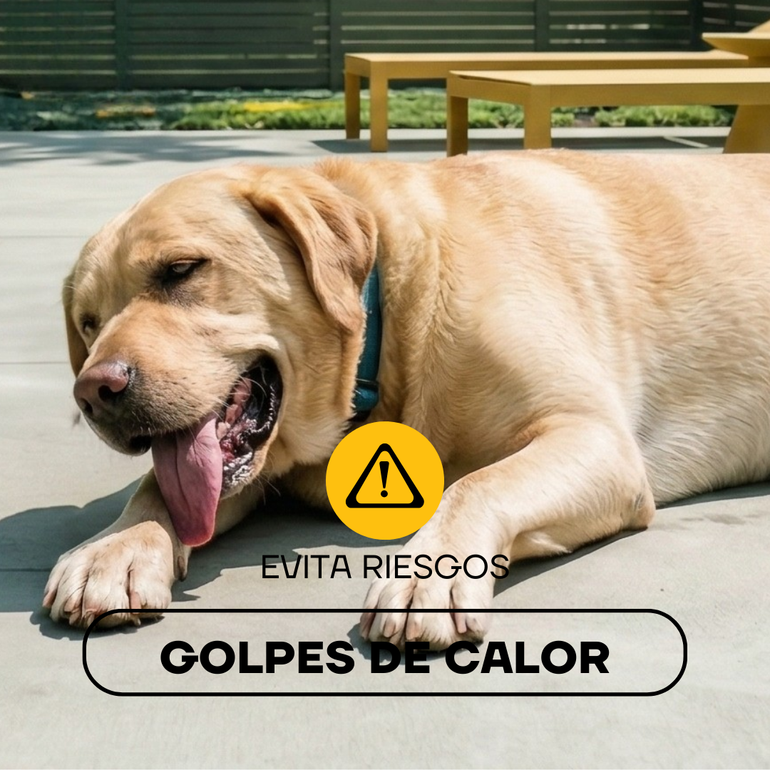 Cortapelos Inalámbrico para Perros y Gatos | LILIPROPET PT305